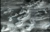 Dyatlov Pass Incident