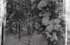 Dyatlov Pass Incident