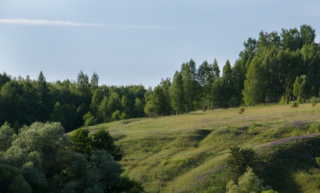 Заповедник Тульские засеки